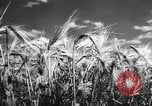 Standbild Sowjetische Bauern ernten Turkmenistan, 1949, aus Sekunde 26 historischem Filmmaterial Videoclip 65675032367