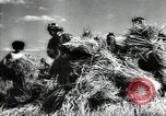 Standbild Sowjetische Bauern ernten Turkmenistan, 1949, aus Sekunde 43 historischem Filmmaterial Videoclip 65675032367