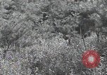 Immagine di Repubblica di Corea (ROK) truppe Corea, 1952, secondo 17 filmato di repertorio 65675032373