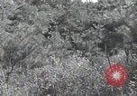 Immagine di Repubblica di Corea (ROK) truppe Corea, 1952, secondo 18 filmato di repertorio 65675032373