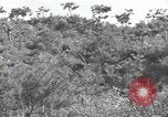 Immagine di Repubblica di Corea (ROK) truppe Corea, 1952, secondo 23 filmato di repertorio 65675032373