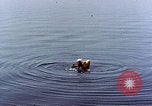 Immagine di Parachutist United States USA, 1953, secondo 22 filmato di repertorio 65675032458