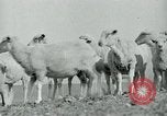 Image of drought United States USA, 1936, second 9 stock footage video 65675032594