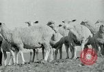 Image of drought United States USA, 1936, second 10 stock footage video 65675032594