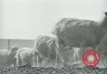 Image of drought United States USA, 1936, second 21 stock footage video 65675032594