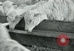 Image of drought United States USA, 1936, second 60 stock footage video 65675032594
