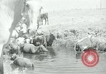 Image of relief work United States USA, 1936, second 53 stock footage video 65675032596