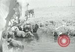 Image of relief work United States USA, 1936, second 54 stock footage video 65675032596