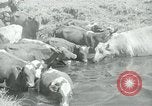 Image of relief work United States USA, 1936, second 58 stock footage video 65675032596