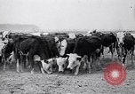 Immagine di Vaschetta della polvere Texas USA, 1936, secondo 21 filmato di repertorio 65675032607