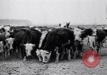 Immagine di Vaschetta della polvere Texas USA, 1936, secondo 22 filmato di repertorio 65675032607