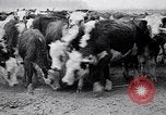 Immagine di Vaschetta della polvere Texas USA, 1936, secondo 24 filmato di repertorio 65675032607