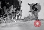 Immagine di Vaschetta della polvere Texas USA, 1936, secondo 32 filmato di repertorio 65675032607