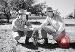 Standbild amerikanische Landwirte Dalhart Texas USA, 1960, aus Sekunde 32 historischem Filmmaterial Videoclip 65675032610