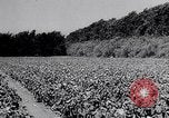 Standbild amerikanische Landwirte Dalhart Texas USA, 1960, aus Sekunde 33 historischem Filmmaterial Videoclip 65675032610