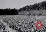 Standbild amerikanische Landwirte Dalhart Texas USA, 1960, aus Sekunde 35 historischem Filmmaterial Videoclip 65675032610