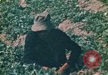 Standbild Vietcong Vietnam, 1970, aus Sekunde 38 historischem Filmmaterial Videoclip 65675032667