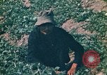 Standbild Vietcong Vietnam, 1970, aus Sekunde 39 historischem Filmmaterial Videoclip 65675032667