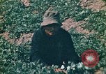 Standbild Vietcong Vietnam, 1970, aus Sekunde 40 historischem Filmmaterial Videoclip 65675032667