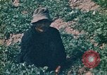 Standbild Vietcong Vietnam, 1970, aus Sekunde 44 historischem Filmmaterial Videoclip 65675032667