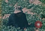 Standbild Vietcong Vietnam, 1970, aus Sekunde 48 historischem Filmmaterial Videoclip 65675032667