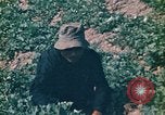 Standbild Vietcong Vietnam, 1970, aus Sekunde 51 historischem Filmmaterial Videoclip 65675032667