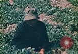 Standbild Vietcong Vietnam, 1970, aus Sekunde 52 historischem Filmmaterial Videoclip 65675032667