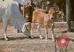 Image of villagers Vietnam, 1970, second 11 stock footage video 65675032671