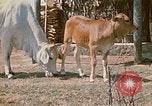 Image of villagers Vietnam, 1970, second 15 stock footage video 65675032671
