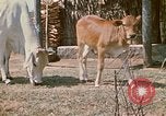 Image of villagers Vietnam, 1970, second 17 stock footage video 65675032671