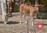 Image of villagers Vietnam, 1970, second 18 stock footage video 65675032671