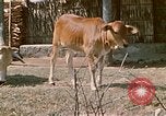 Image of villagers Vietnam, 1970, second 19 stock footage video 65675032671