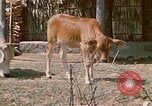 Image of villagers Vietnam, 1970, second 20 stock footage video 65675032671