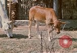Image of villagers Vietnam, 1970, second 21 stock footage video 65675032671