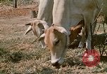 Image of villagers Vietnam, 1970, second 25 stock footage video 65675032671