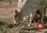 Image of villagers Vietnam, 1970, second 26 stock footage video 65675032671
