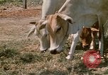 Image of villagers Vietnam, 1970, second 27 stock footage video 65675032671
