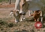 Image of villagers Vietnam, 1970, second 28 stock footage video 65675032671