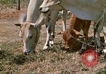 Image of villagers Vietnam, 1970, second 29 stock footage video 65675032671