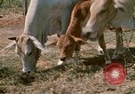 Image of villagers Vietnam, 1970, second 31 stock footage video 65675032671