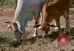 Image of villagers Vietnam, 1970, second 32 stock footage video 65675032671