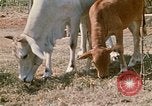 Image of villagers Vietnam, 1970, second 33 stock footage video 65675032671