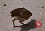 Image of villagers Vietnam, 1970, second 27 stock footage video 65675032672