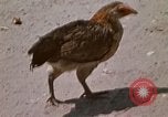 Image of villagers Vietnam, 1970, second 28 stock footage video 65675032672