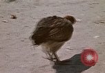 Image of villagers Vietnam, 1970, second 29 stock footage video 65675032672