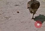 Image of villagers Vietnam, 1970, second 31 stock footage video 65675032672