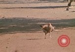 Image of Vietnamese boy Vietnam, 1970, second 16 stock footage video 65675032675