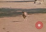 Image of Vietnamese boy Vietnam, 1970, second 17 stock footage video 65675032675