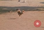 Image of Vietnamese boy Vietnam, 1970, second 19 stock footage video 65675032675