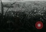 Image of Viet Cong watching U.S. soldiers in Jeep Vietnam, 1965, second 12 stock footage video 65675032686